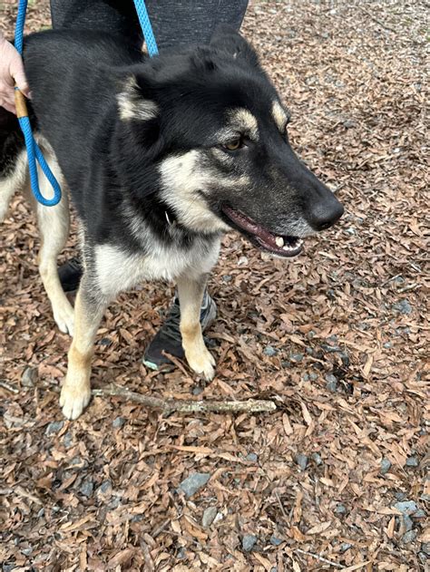 rockingham dog rescue.